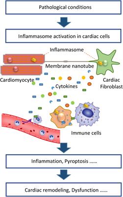 The Role of the Inflammasome in Heart Failure